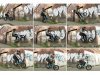 thebmxbook-03